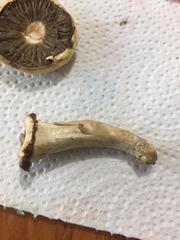 Agrocybe