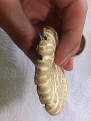 Agrocybe