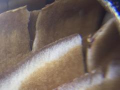 Agrocybe