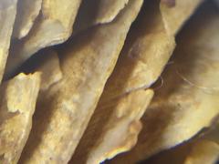 Agrocybe