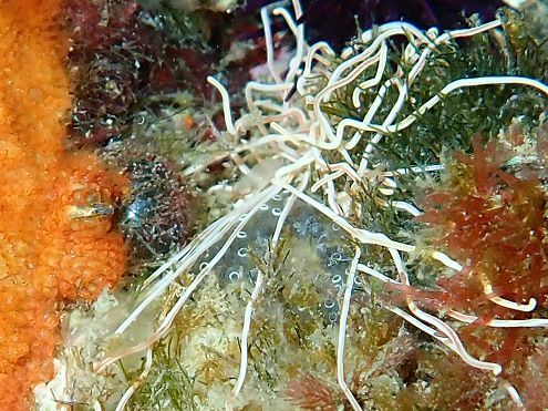 Diplosoma spongiforme (Giard, 1872)