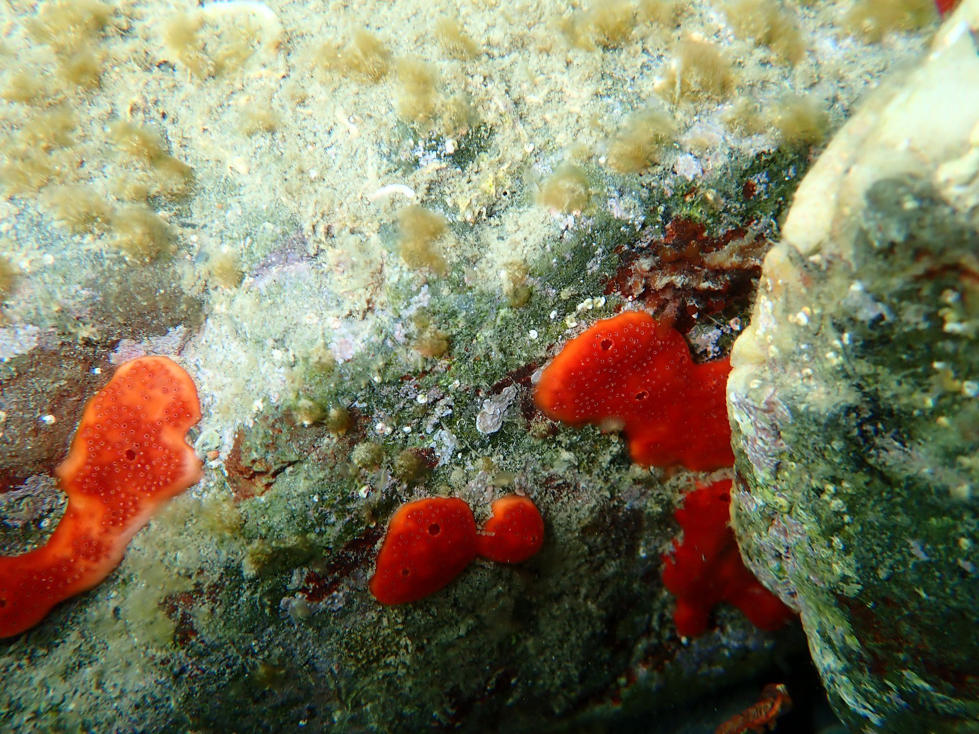 Polysyncraton lacazei (Giard, 1872)