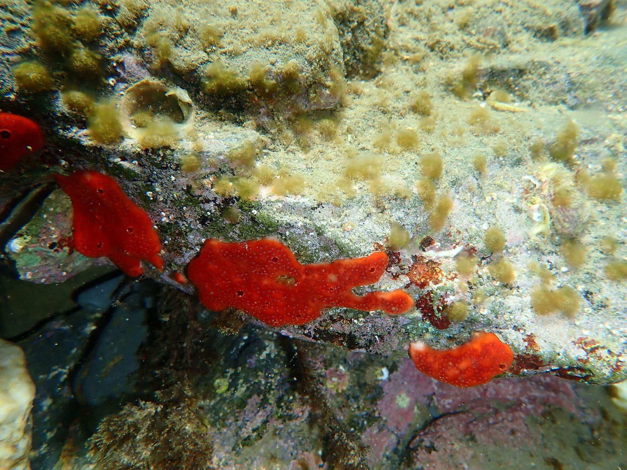 Polysyncraton lacazei (Giard, 1872)
