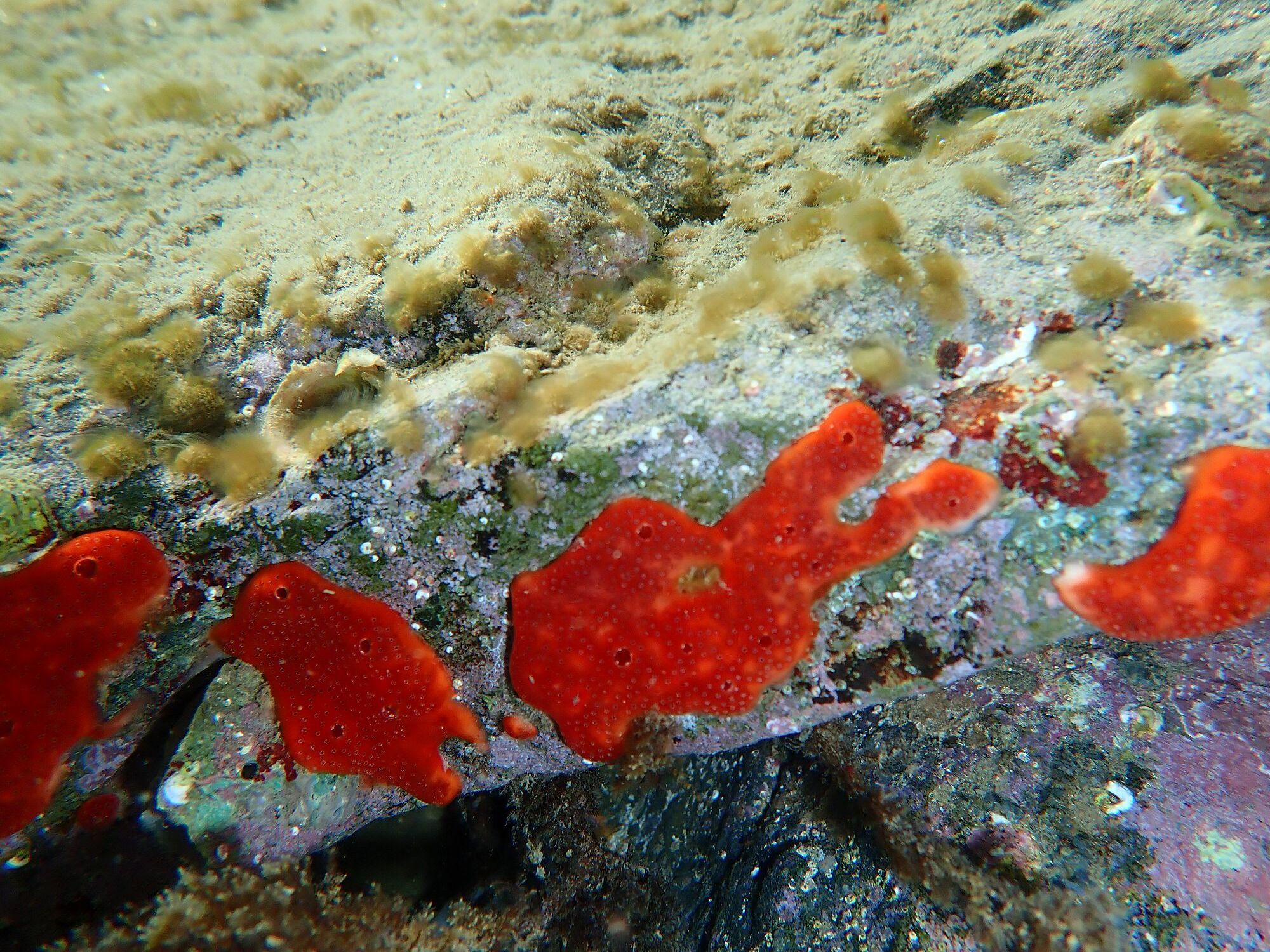 Polysyncraton lacazei (Giard, 1872)