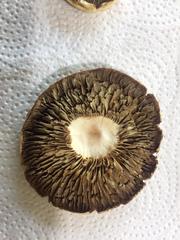 Agrocybe