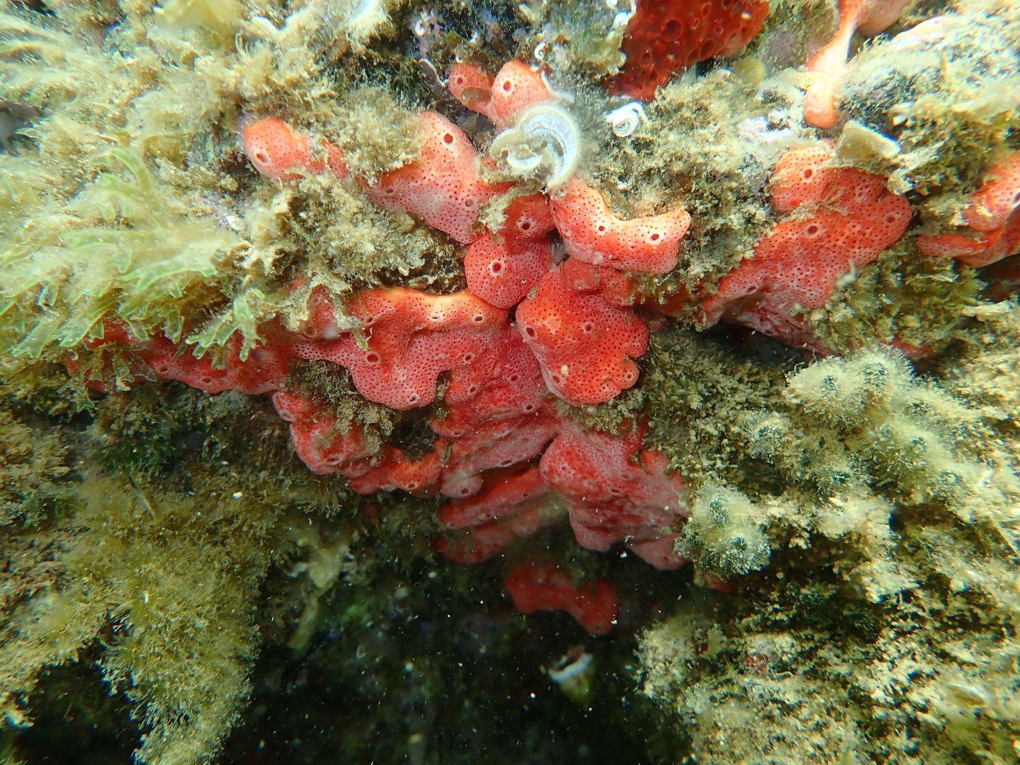 Didemnum coccineum (Drasche, 1883)