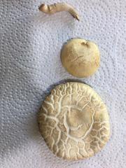 Agrocybe