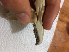 Agrocybe