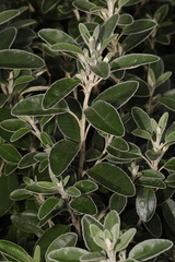 Brachyglottis × jubar