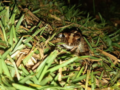 Craugastor fitzingeri