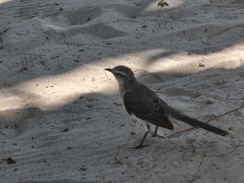 Tropical Mockingbird