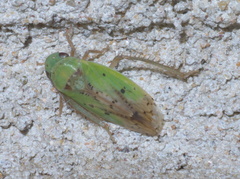Ponana