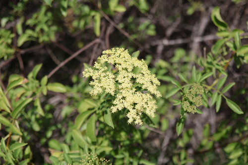 Sambucus mexicana, photograph 6