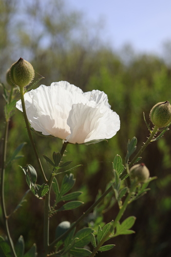 Hairy Matilija Poppy (Romneya trichocalyx)