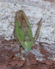 Ponana