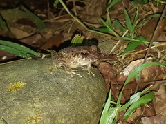 Craugastor fitzingeri