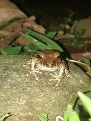 Craugastor fitzingeri