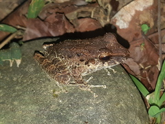 Craugastor fitzingeri