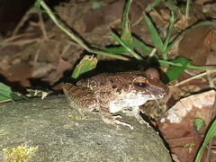 Craugastor fitzingeri