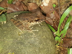 Craugastor fitzingeri