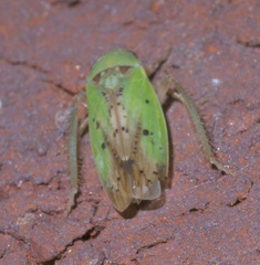 Ponana