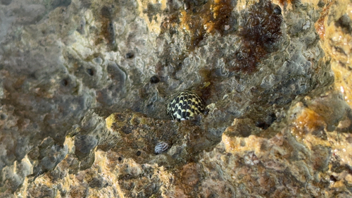 Nerita tessellata