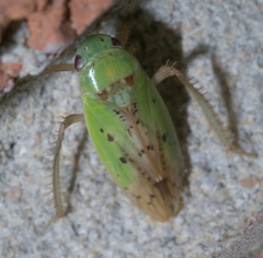 Ponana