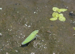 Draeculacephala inscripta