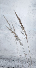 Calamagrostis epigejos