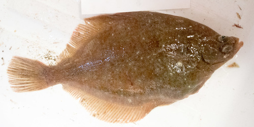 Yellowtail flounder (Limanda ferruginea) — Pleuronectidae