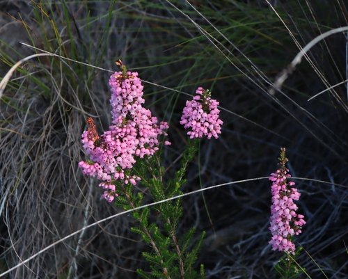 Tender Heath (Erica tenella)