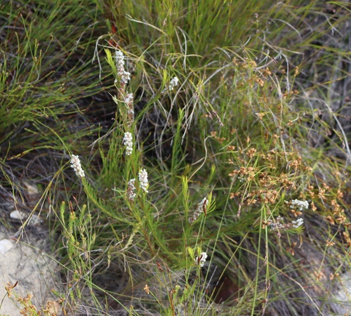 White Spoon (Spatalla curvifolia)