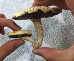 Agrocybe