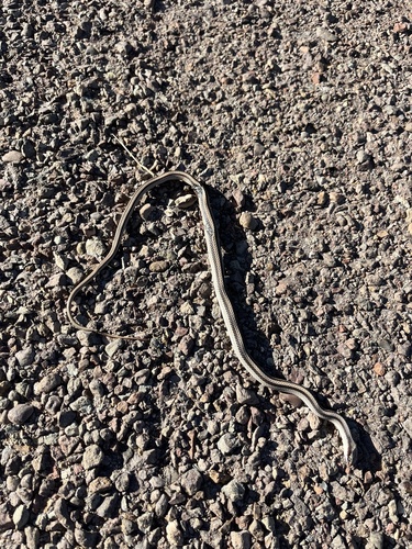 Mountain Patch-nosed Snake