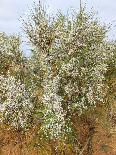 Retama raetam, photograph 5
