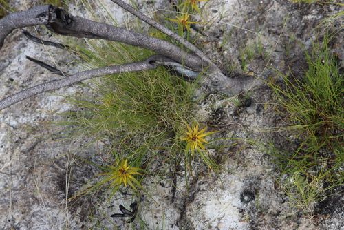Star Sedge (Ficinia radiata)