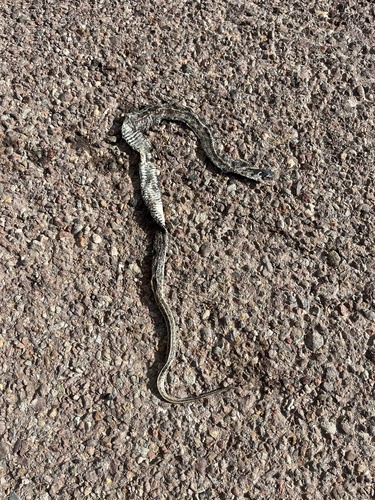 Checkered Garter Snake