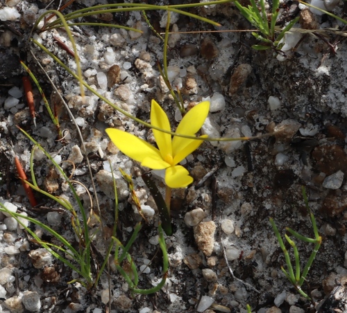 Oneleaf Capestar (Pauridia monophylla)