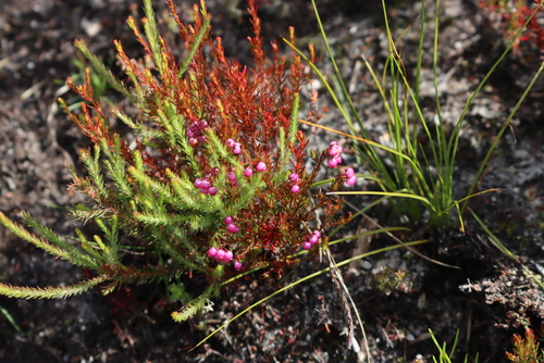 Magenta-Box Heath (Erica multumbellifera)
