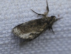 Zalissa catocalina