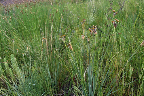 Sword Rushiris (Bobartia gladiata)