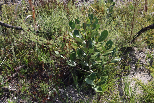 Olea capensis, photograph 6