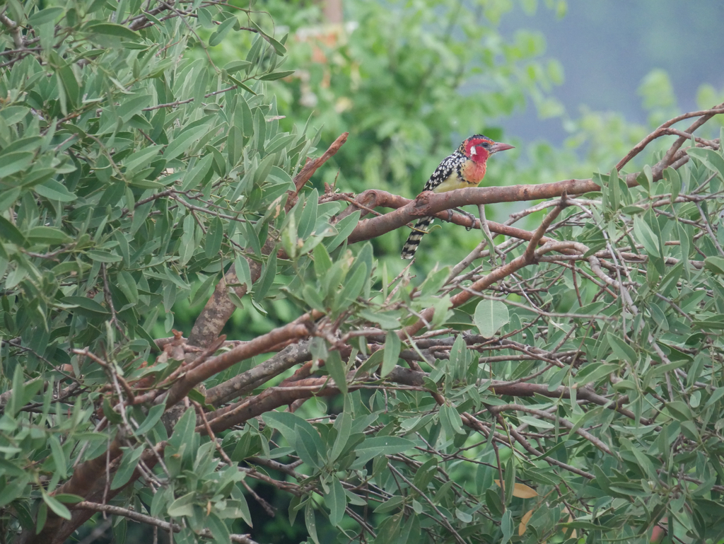 red-and-yellow-barbet-from-a23-ziwani-a109-mtito-andei-voi-taita