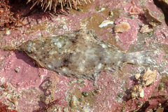 Hippoglossus hippoglossus