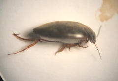 Hydroporus