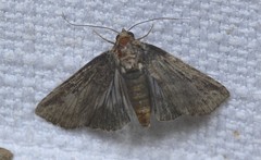 Lophoptera