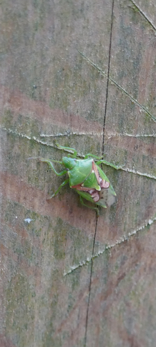 Juniper Shield Bug, Fazantenlaantje, Rotterdam, South Holland, NL, photo 8 of 10