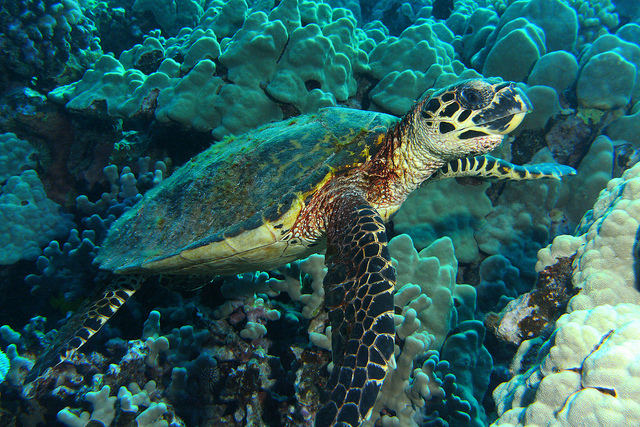 Hawksbill Sea Turtle