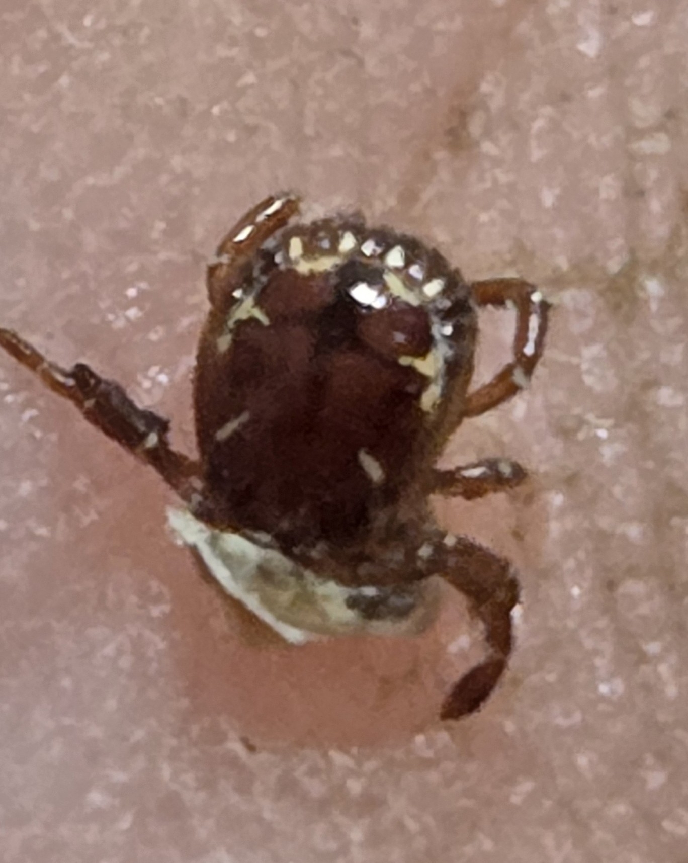 Amblyomma americanum Linnaeus, 1758