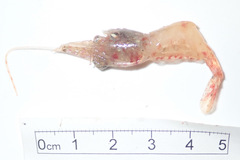 Eualus